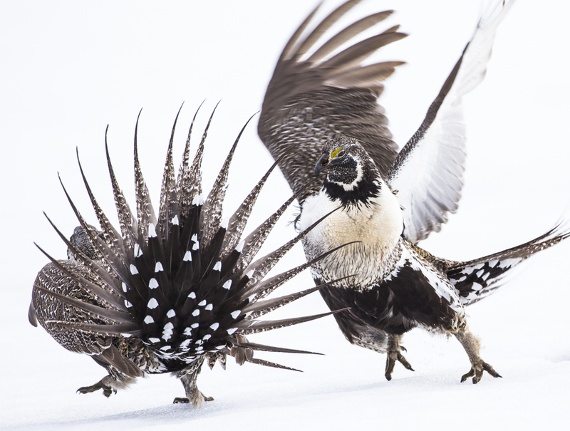 Greater sage-grouses. Canon EOS 6D with Canon 500mm EF f/4 L IS USM lens; 1/1500 second at f/5.6; ISO 800